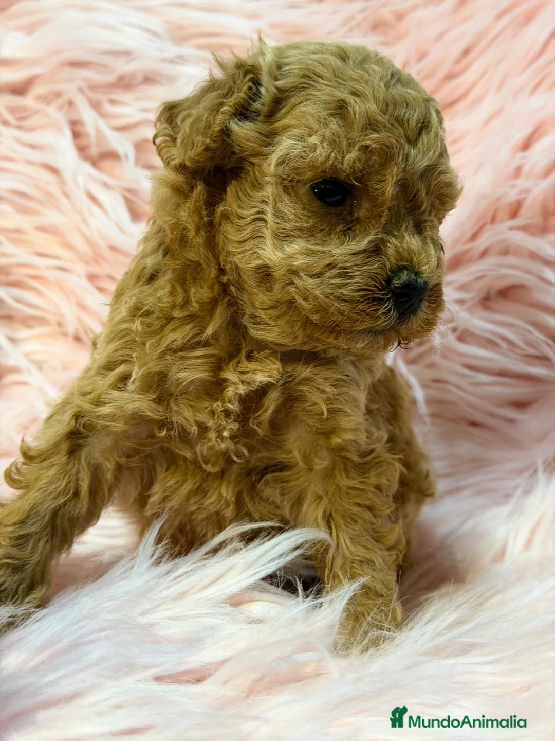 Maltipoo perros en venta: Maltipoo Minitoy  - Anuncio 2