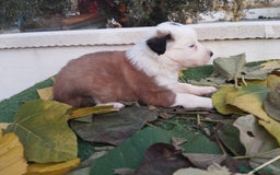 Border Collie perros en venta: GRAN CAMADA DE BORDER COLLIE - Imagen 16