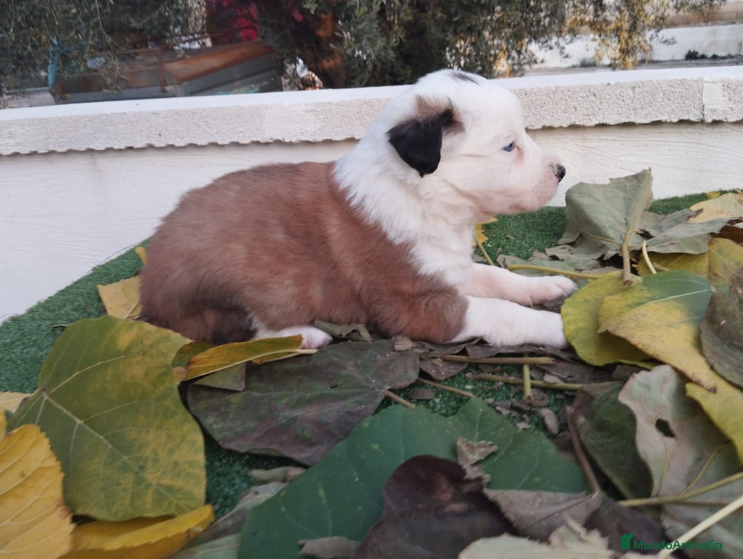 Border Collie perros en venta: GRAN CAMADA DE BORDER COLLIE - Imagen 16