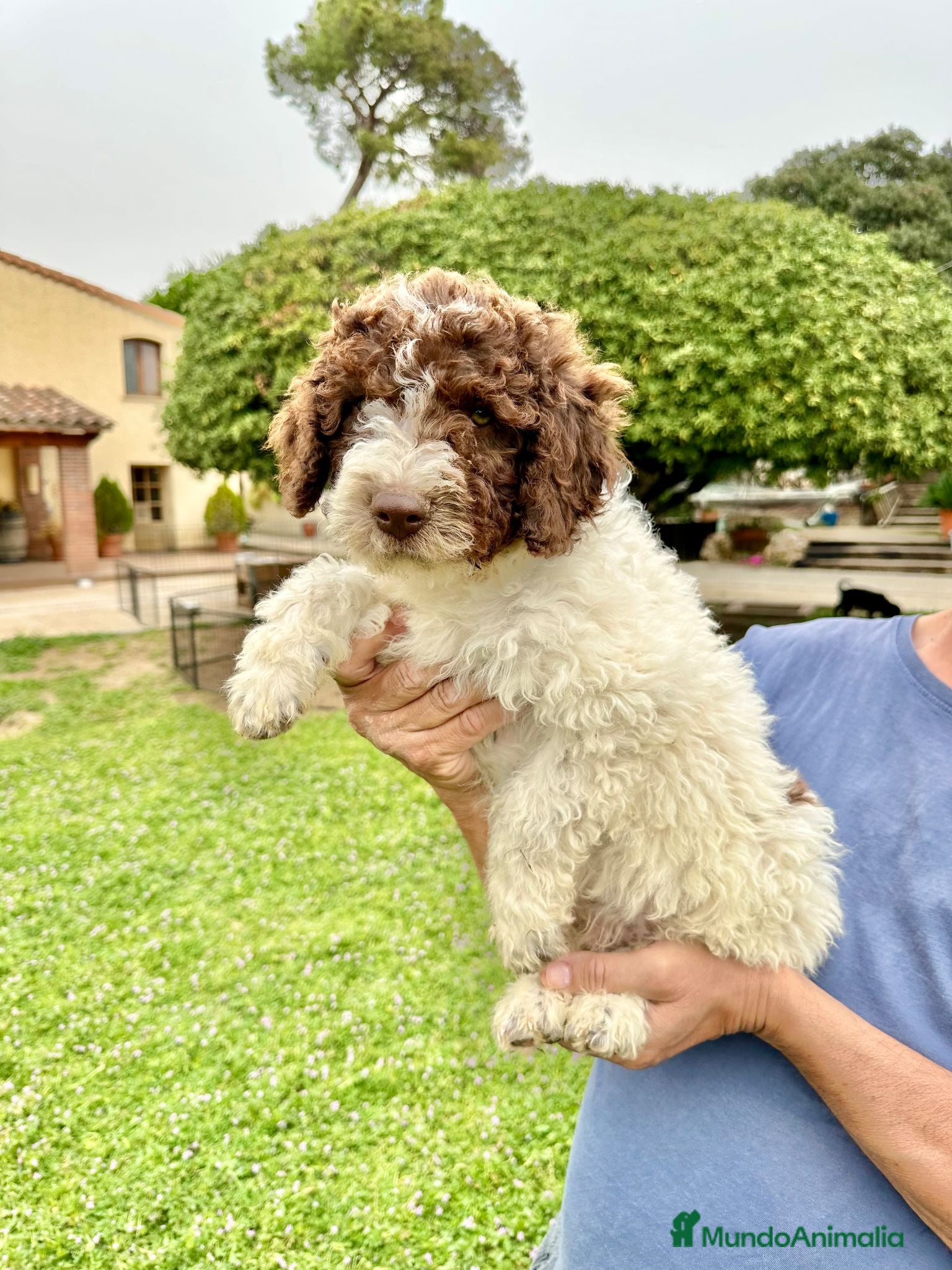 Perro de Agua Español perros Perro de Agua - Anuncio 2