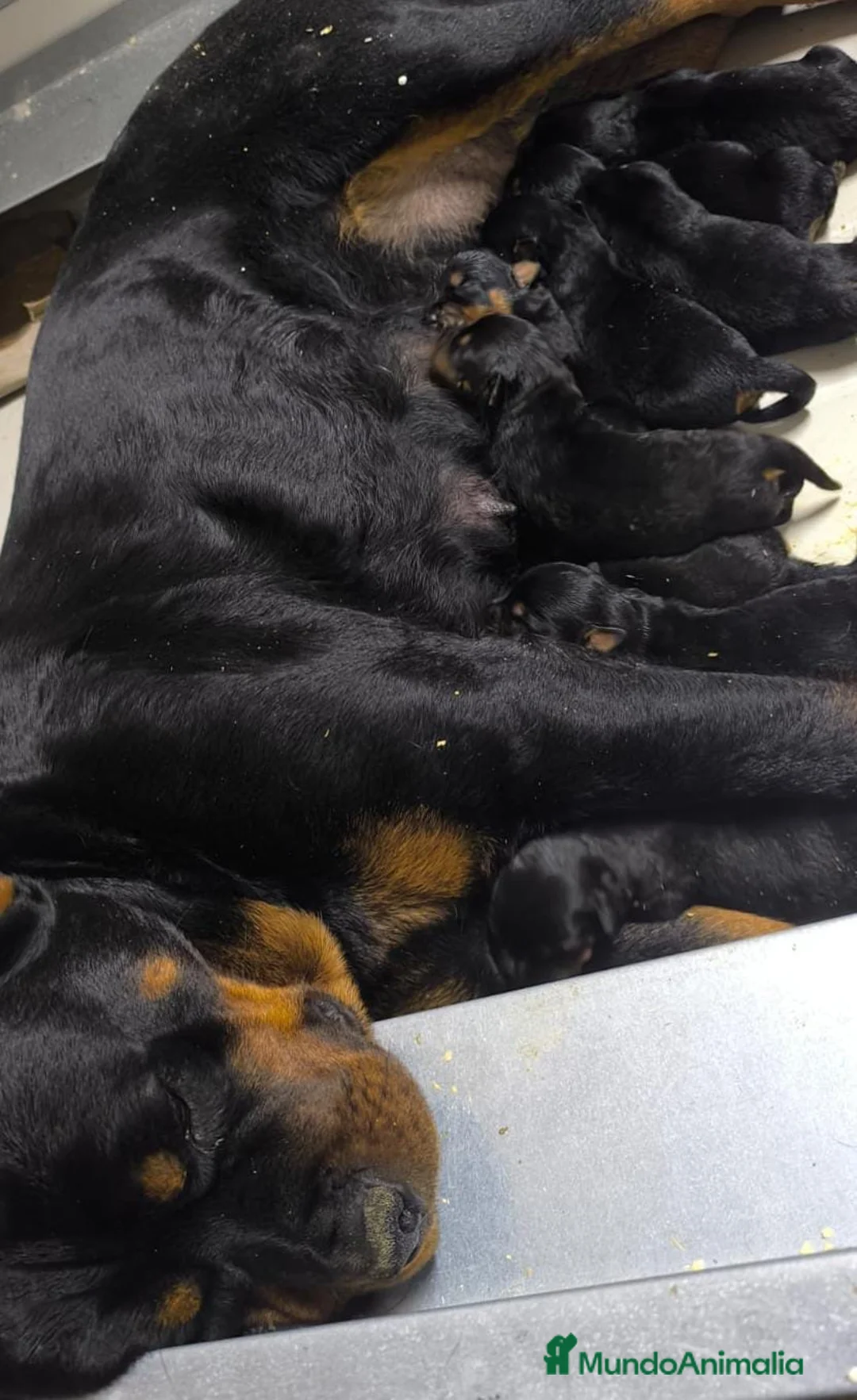 Rottweiler perros en venta: ROTTWEILER ALEMÁN DISPONIBLES - Anuncio 2