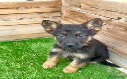 Pastor Alemán perros en venta: Pastor alemán hembra  - Imagen 3