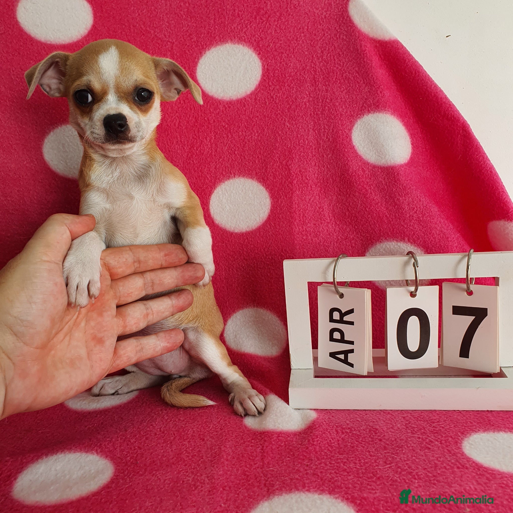 Chihuahua perros Chihuahua mini  - Anuncio 1