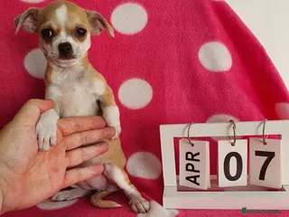 Chihuahua perros Chihuahua mini - Anuncio 1