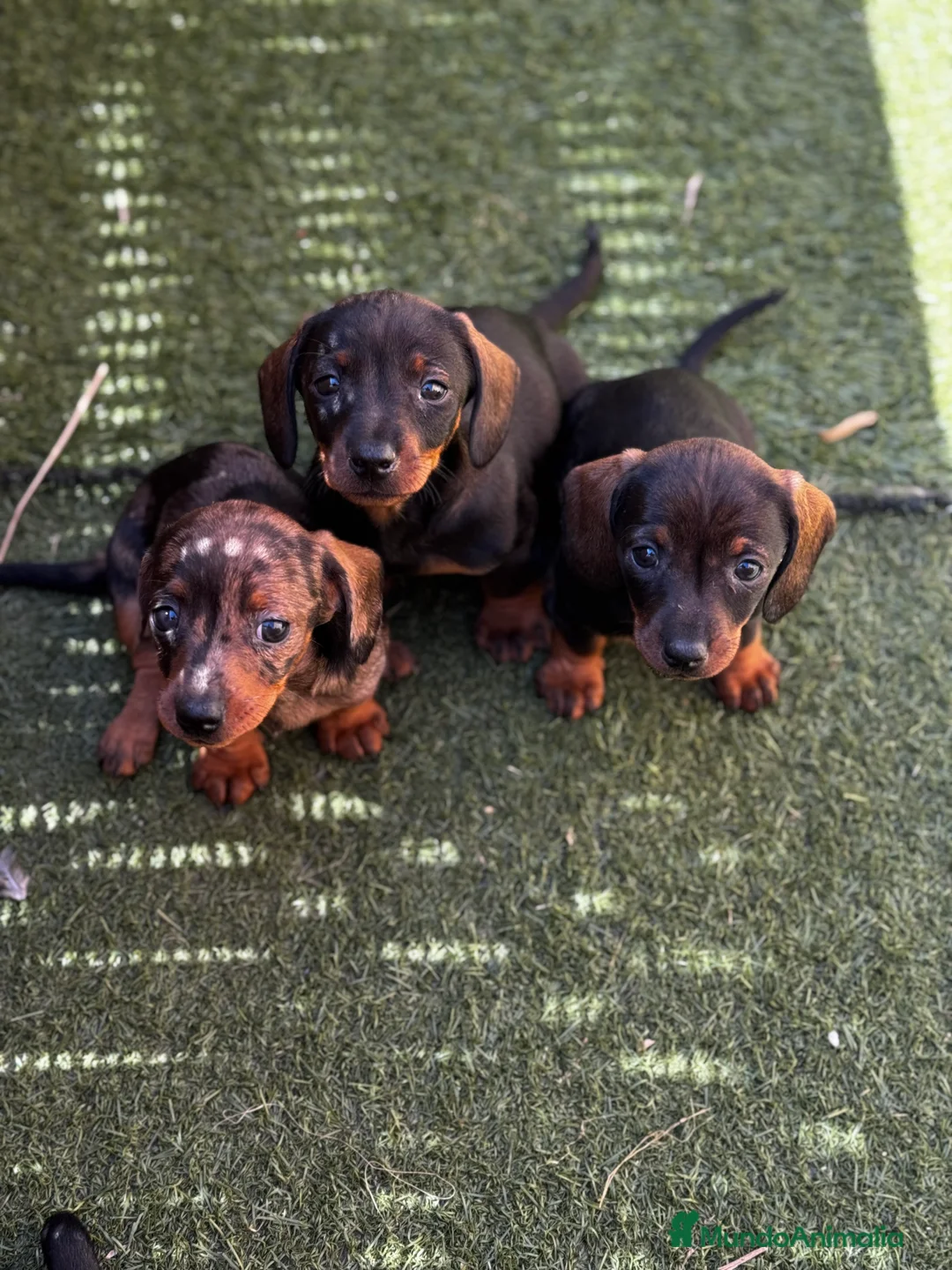 Teckel Miniatura perros en venta: Teckel mni en Illes Balears - Anuncio 18