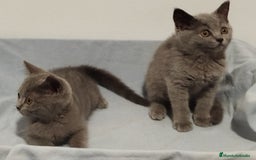 Británico de Pelo Corto gatos en venta: Últimos macho British Shorthair azules precio real - Imagen 2