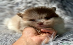 Pomerania perros en venta: POMERANIA TOY LINE RUSA - Imagen 1