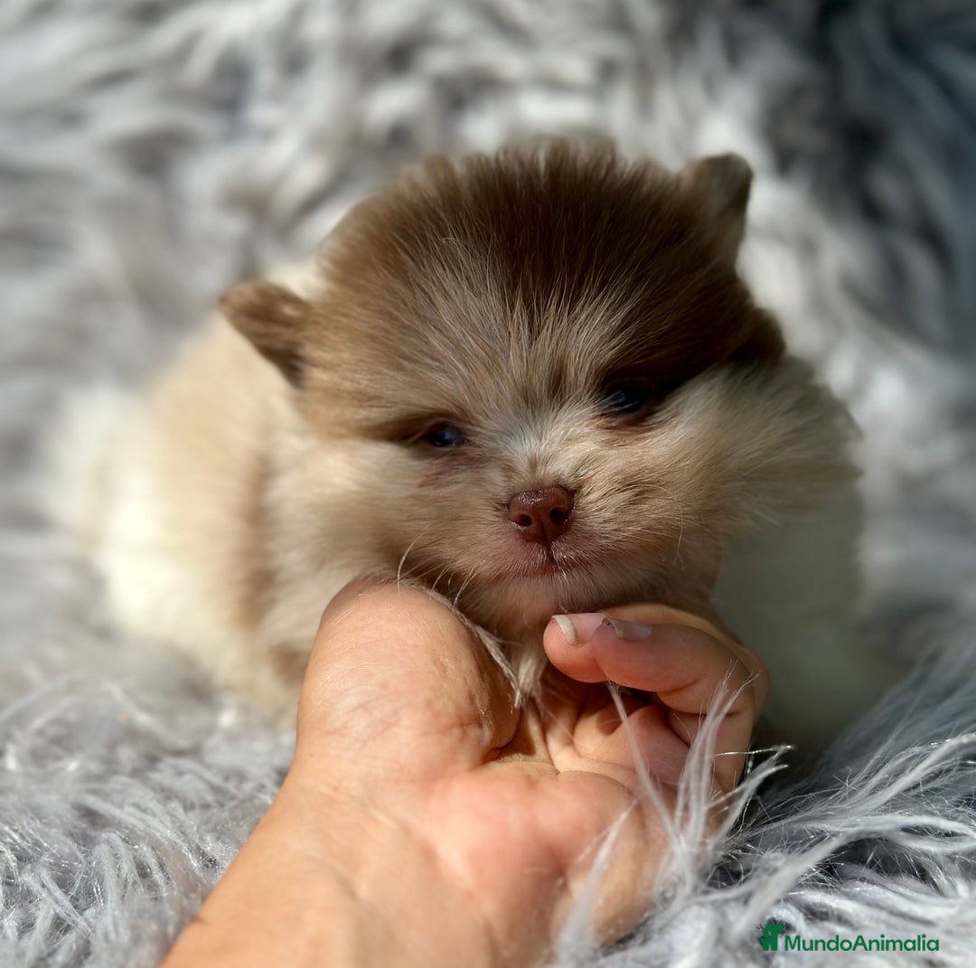 Pomerania perros en venta: POMERANIA TOY LINE RUSA - Imagen 1
