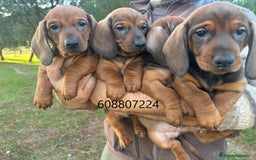 Teckel perros en venta: Teckel pelo corto - Imagen 1