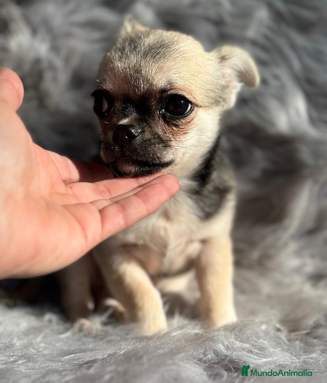 Chihuahua perros en venta: CHIHUAHUA MACHO DISPONIBLE - Anuncio 7