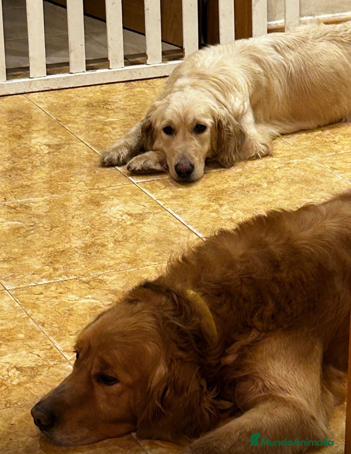 Golden Retriever perros Golden retriever hembra  - Anuncio 1
