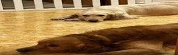Golden Retriever perros en venta: Golden retriever hembra  - Anuncio 1