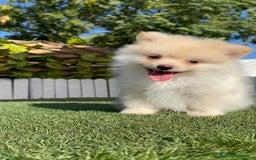 Pomerania perros en venta: POMERANIA MACHO - Imagen 6