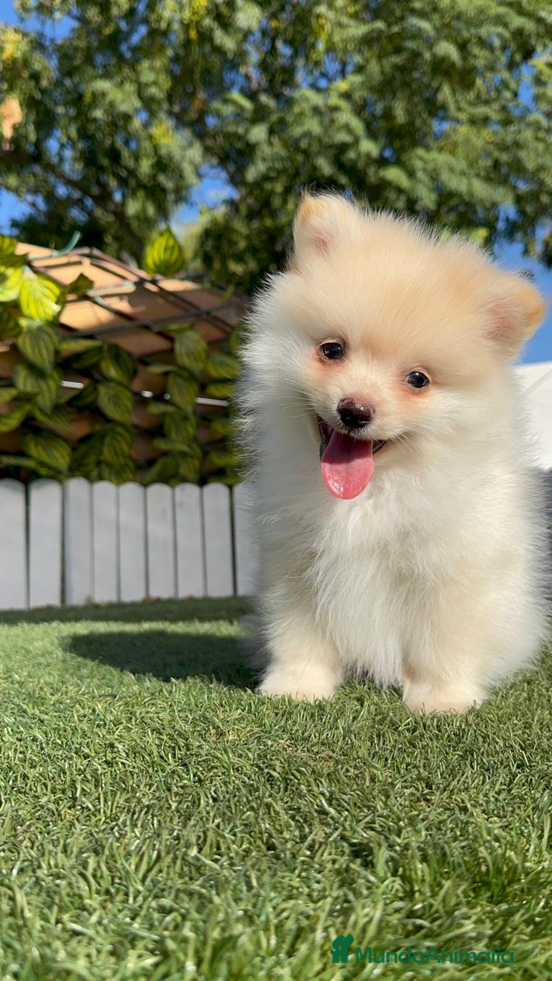 Pomerania perros en venta: POMERANIA MACHO - Imagen 6