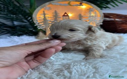 Maltipoo perros en venta: MALTIPOO  - Anuncio 2