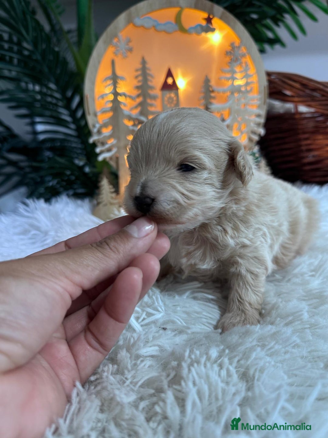 Maltipoo perros en venta: MALTIPOO  - Anuncio 2