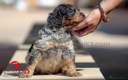 Épagneul Breton perros en venta: DeAbelK3-Epagneul Bretón - www.spanielsbreton.com en Albacete - Imagen 4