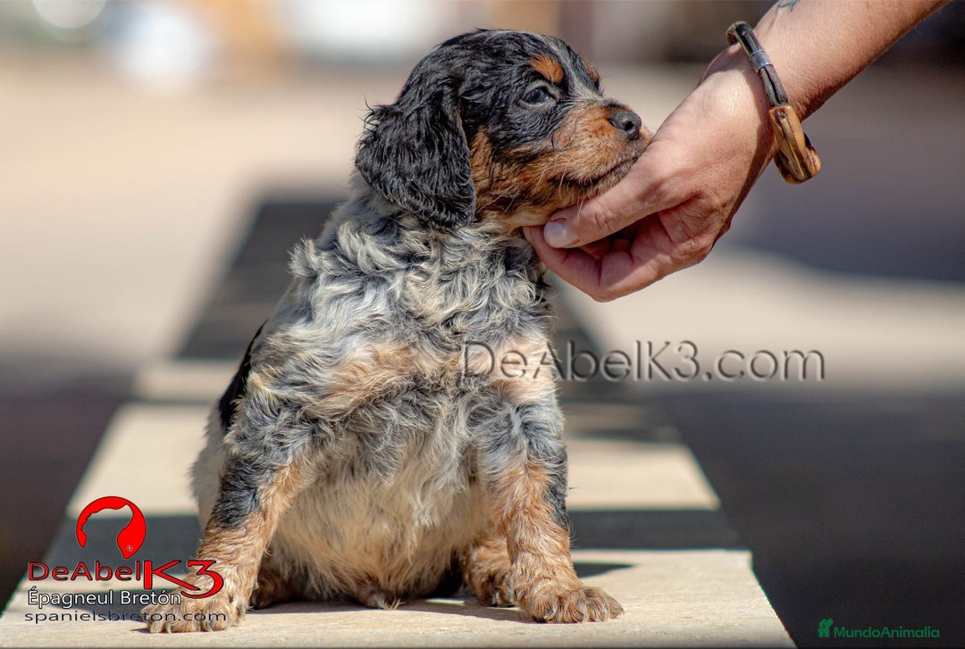 Épagneul Breton perros en venta: DeAbelK3-Epagneul Bretón - www.spanielsbreton.com en Albacete - Imagen 4