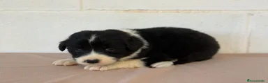 Border Collie Negro Macho