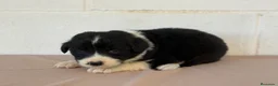 Border Collie perros en venta: 🐾🐾 Border Collie con pedigree – 8 cuccioli 🐾🐾 - Anuncio 9