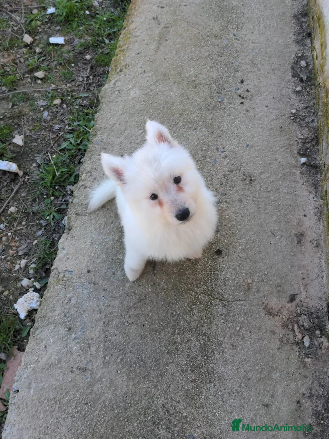 Pastor Blanco Suizo perros en venta: Preciosa hembra de pastor suizo - Anuncio 17