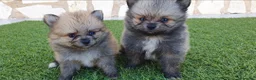 Pomerania perros en venta: Pomeranias Mini Preciosos  - Anuncio 7