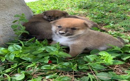 Shiba Inu perros en venta: SHIBA INU - Imagen 11