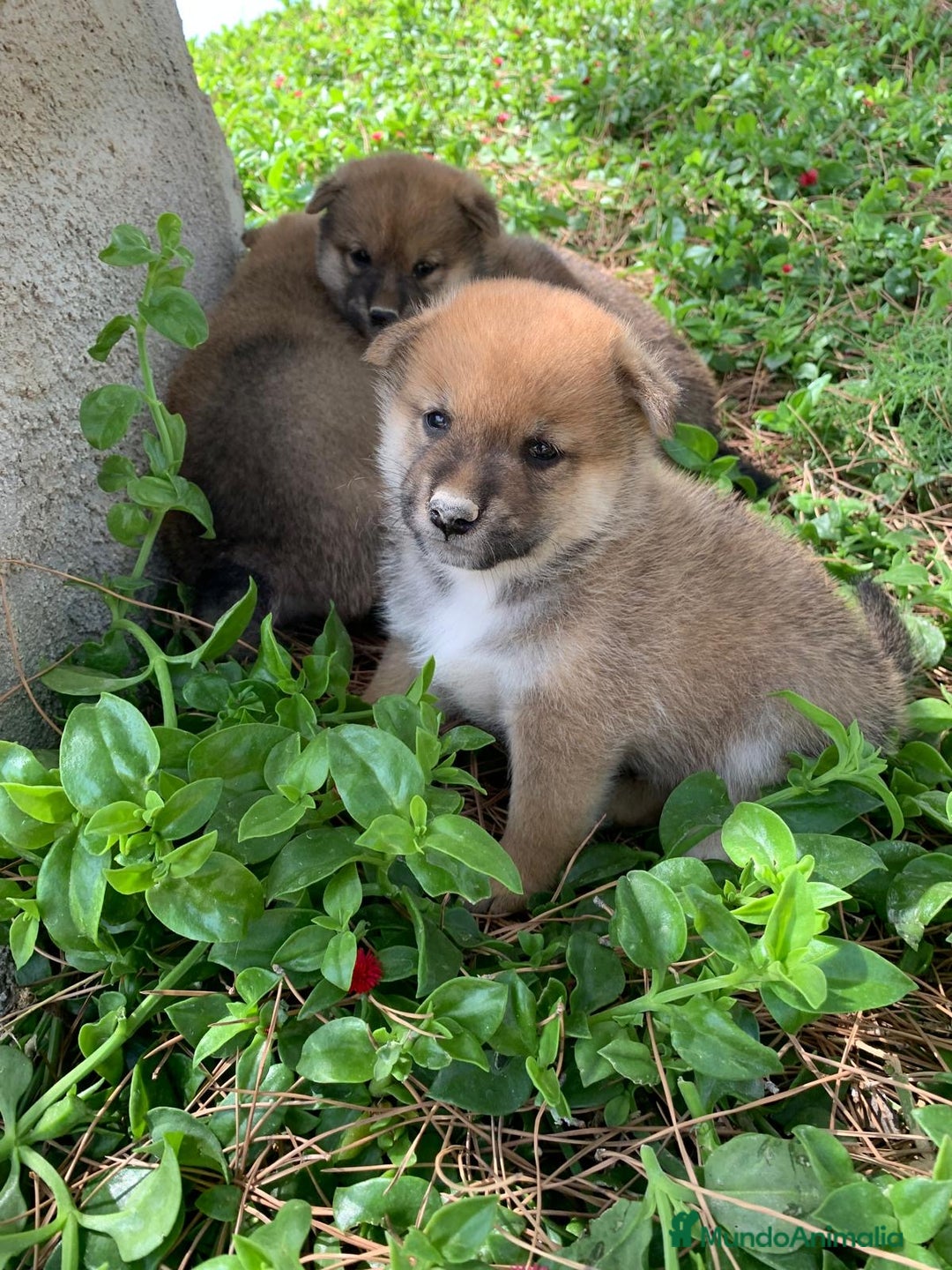 Shiba Inu perros en venta: SHIBA INU - Imagen 11