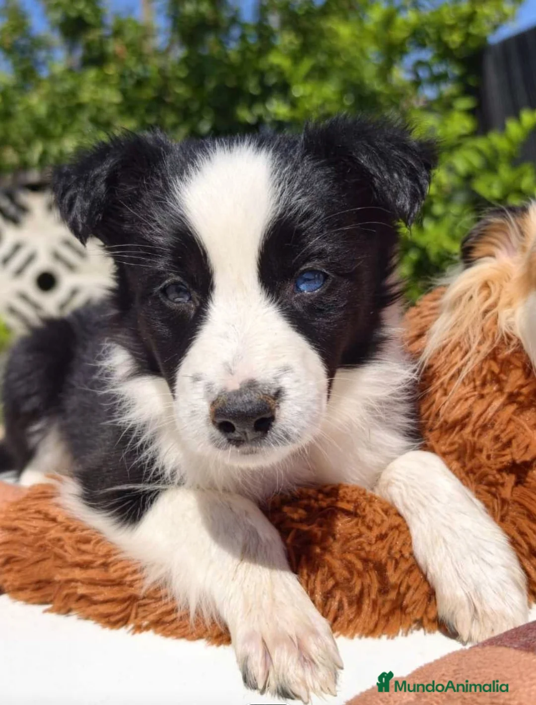 Border Collie perros en venta: Border collie bicolor  - Anuncio 2