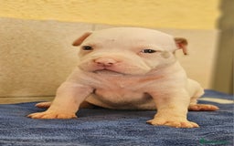 American Bully perros en venta: American bully - Imagen 4