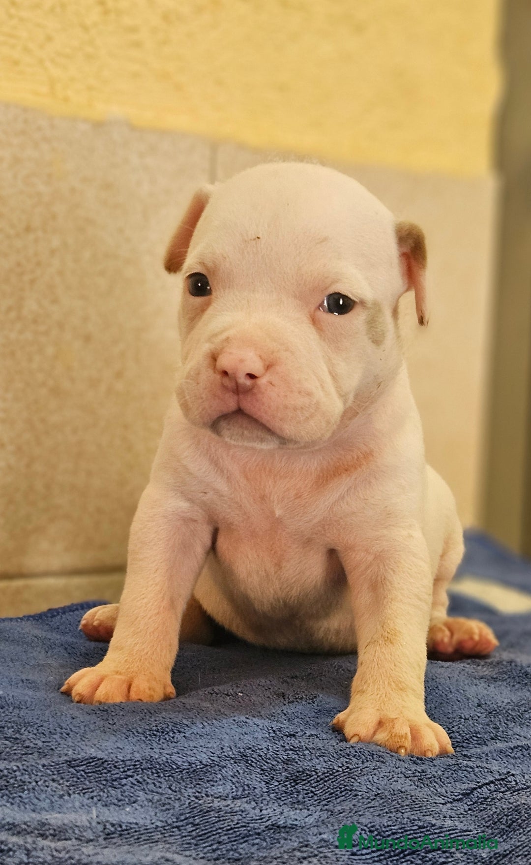 American Bully perros en venta: American bully - Imagen 4