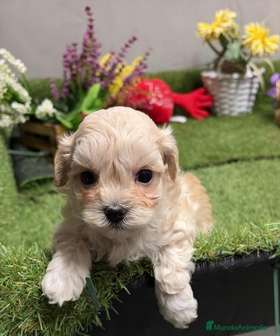Maltipoo perros Maltipoo macho para poder reservar !! - Anuncio 2