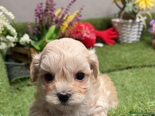 Maltipoo perros Maltipoo macho para poder reservar !! - Anuncio 1