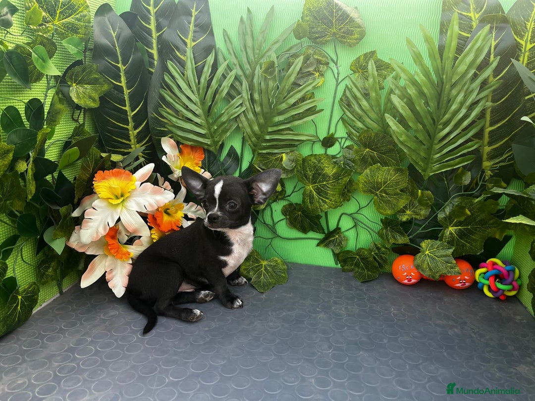 Chihuahua perros en venta: 🐾 Chihuahua macho disponible 🐶✨ - Imagen 2