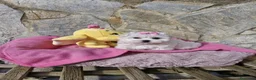Bichón Maltés perros en venta: Bichón maltés - Anuncio 6