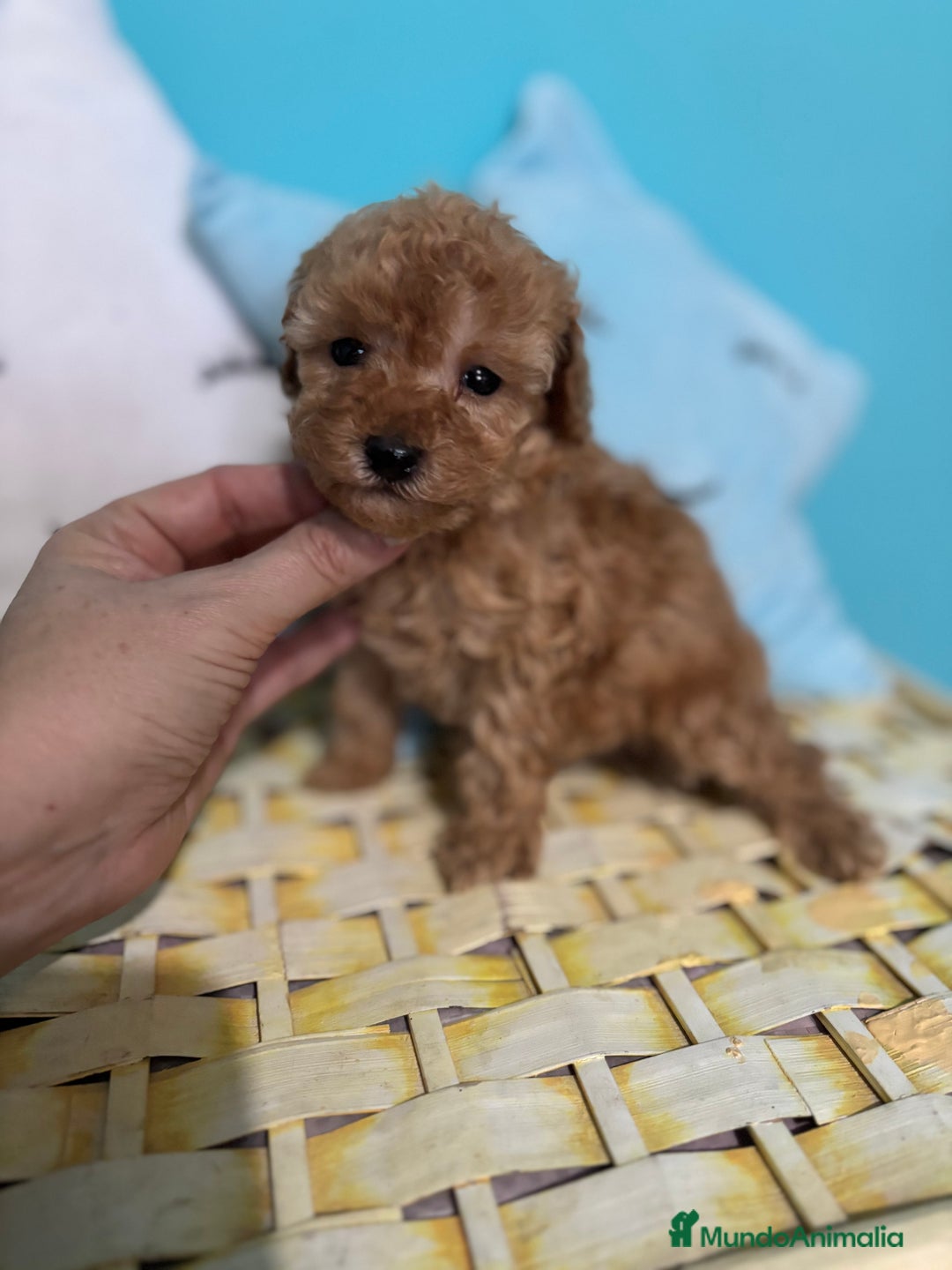 Caniche Toy perros en venta:  Caniche Toy Hembra Apricot  - Anuncio 4