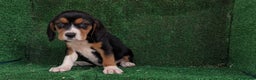 Beagle perros en venta: Beagle - Anuncio 3