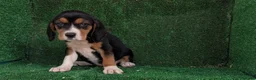 Beagle perros en venta: Beagle - Anuncio 3