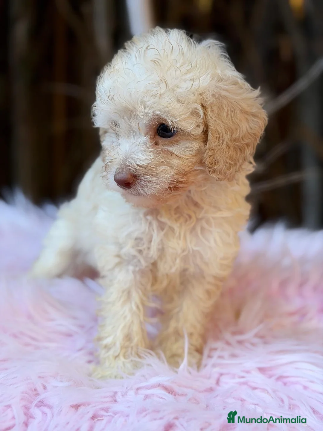 Caniche Toy perros en venta: Hembras caniche canela - Anuncio 1