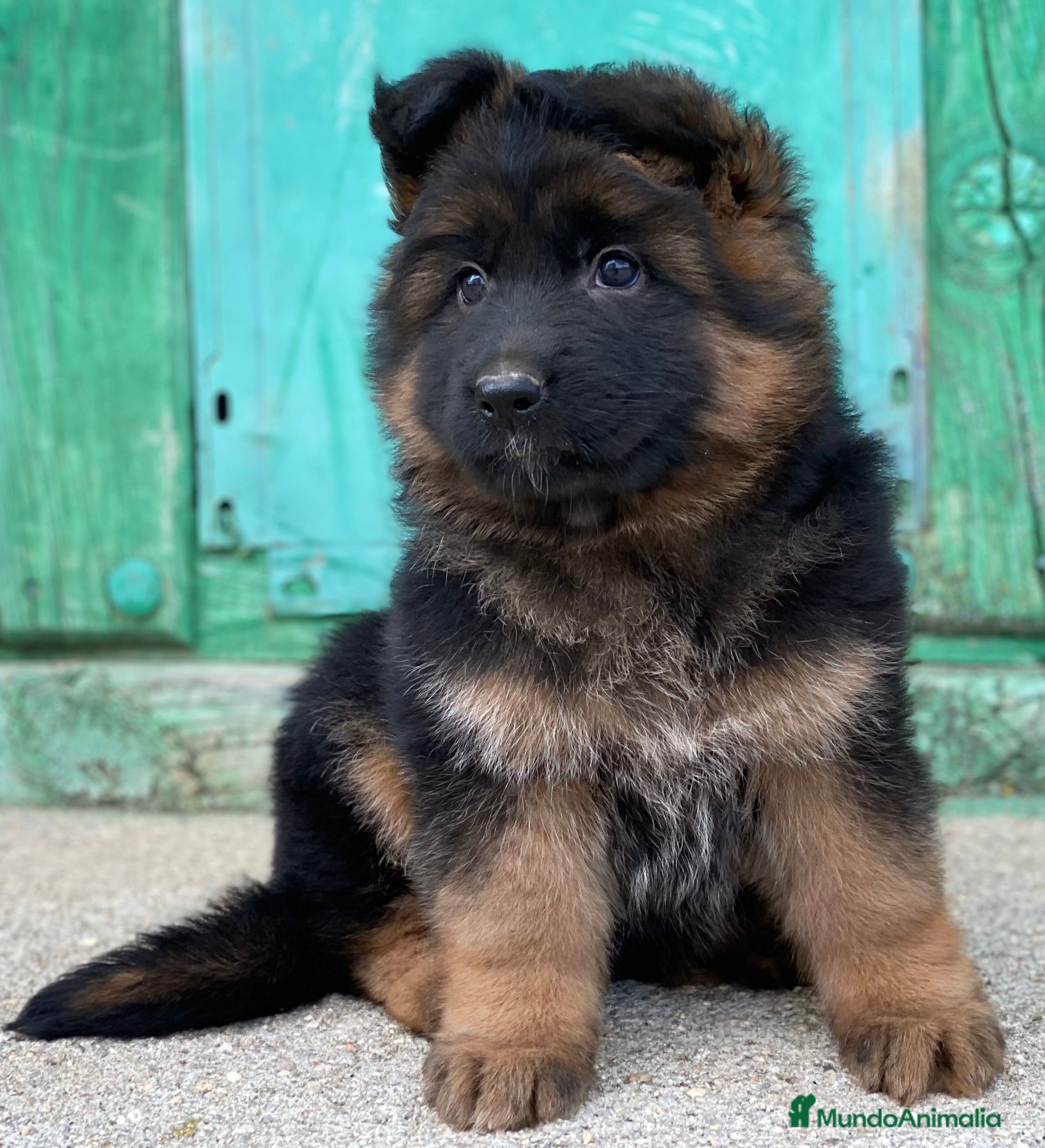 Pastor Alemán perros Cachorras de pastor alemán - Anuncio 31