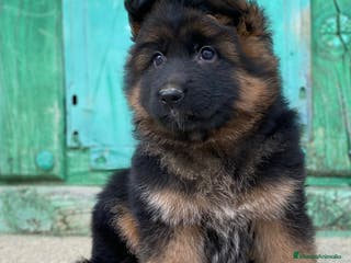 Pastor Alemán perros Cachorras de pastor alemán - Anuncio 3