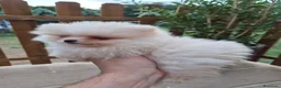 Pomerania perros en venta: Pomerania toy - Anuncio 4