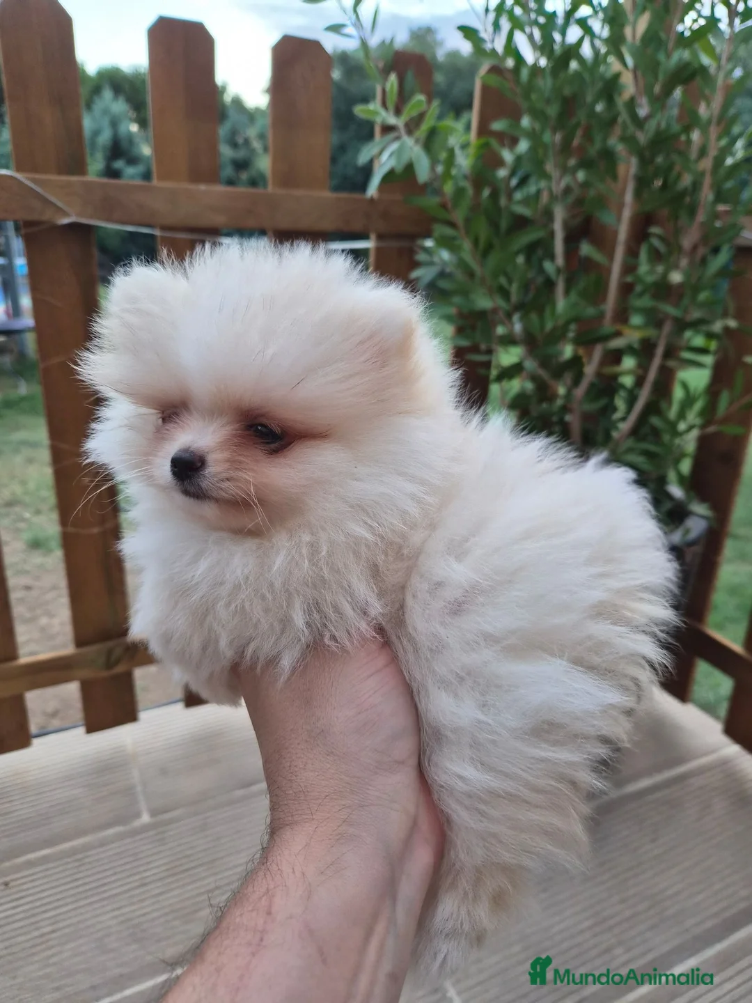 Pomerania perros en venta: Pomerania toy - Anuncio 4