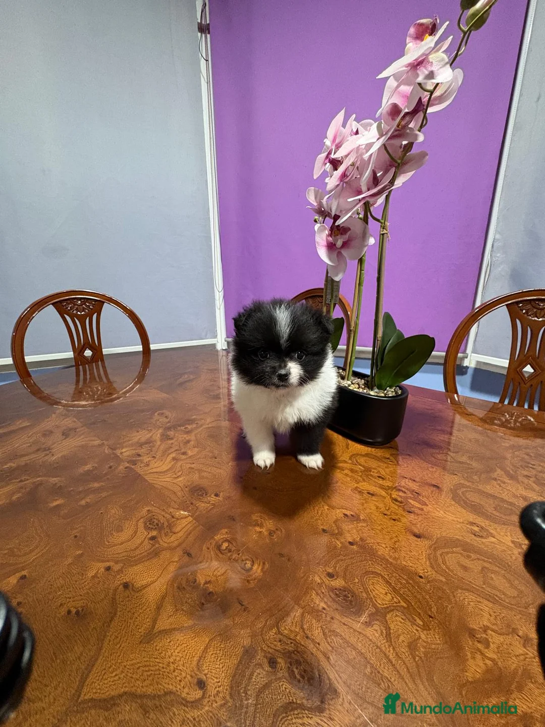 Pomerania perros en venta: Lulu Pomerania toy Party se llama Pinto - Anuncio 1
