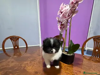 Pomerania perros Lulu Pomerania toy Party se llama Pinto - Anuncio 2