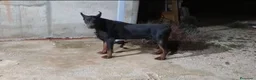 Dobermann perros en venta: Impresionantes Doberman - Anuncio 4