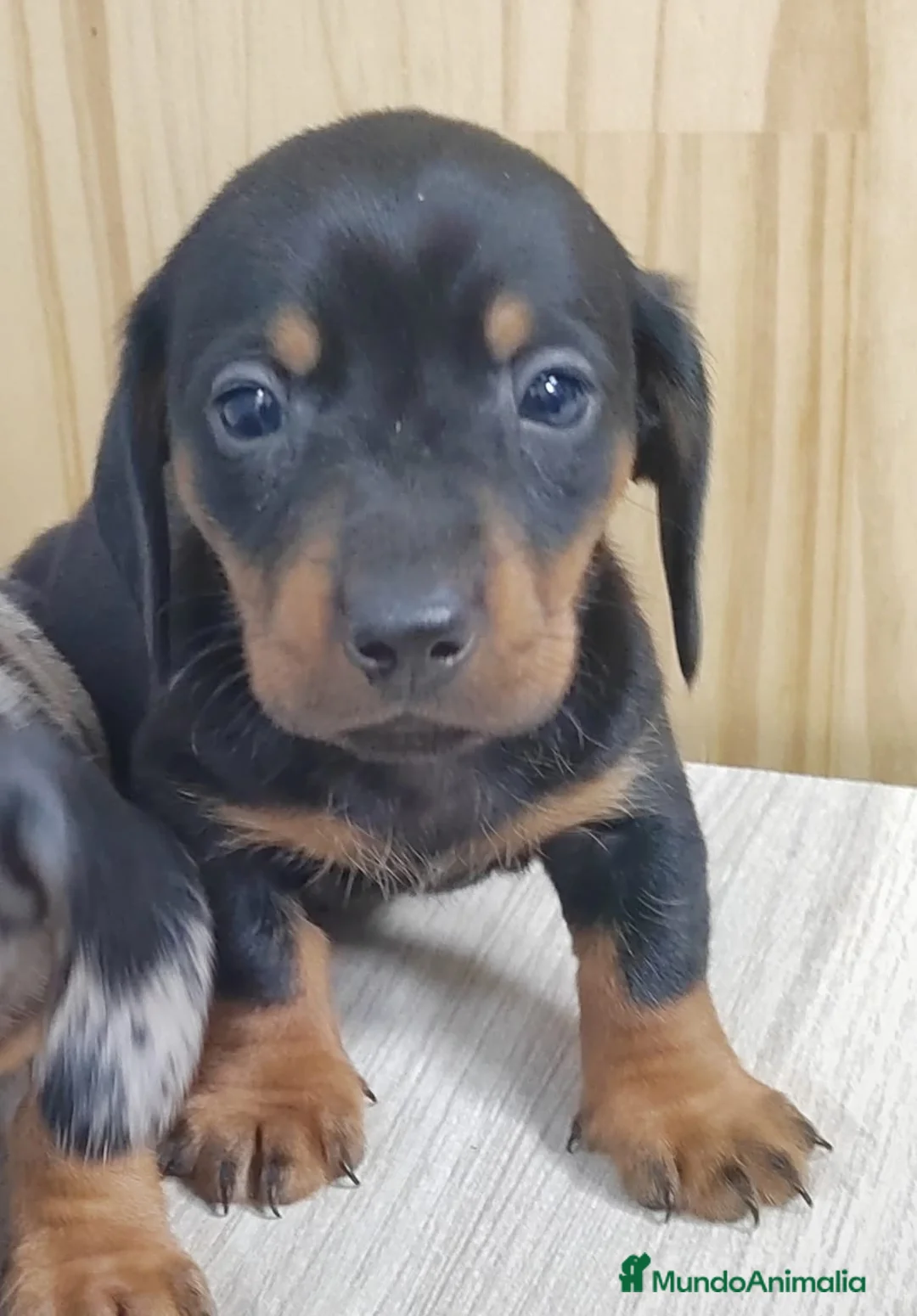 Teckel Miniatura perros en venta: Camada de Teckel Arlequin Miniatura - Anuncio 11