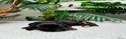Cocker Spaniel Inglés perros en venta: COCKER SPANIEL INGLES - Anuncio 16