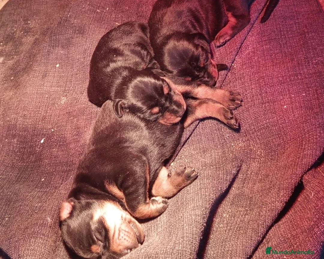 Dobermann perros en venta: Hembra Dóberman negro fuego - Anuncio 1