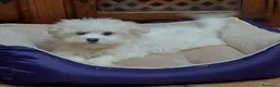 Bichón Maltés perros en venta: Bichon maltés  - Anuncio 1